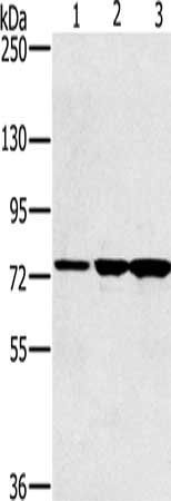 KIRREL2 Antibody