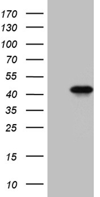 KLF12 Antibody