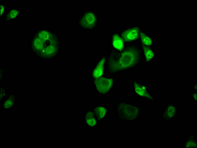 KLF4 Antibody