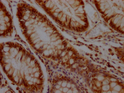 KLF4 Antibody