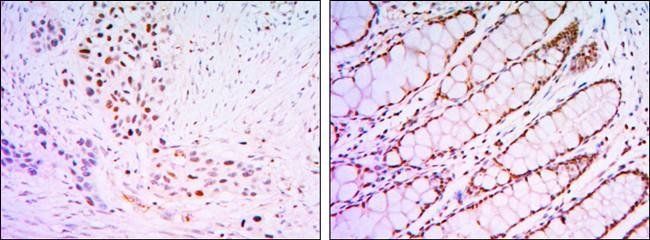 KLF4 Antibody