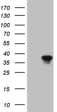 KLF9 Antibody