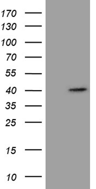 KLF9 Antibody