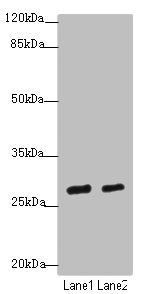 KLF9 Antibody