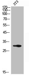 KLK3 Antibody