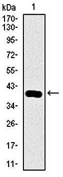 KLK3 Antibody