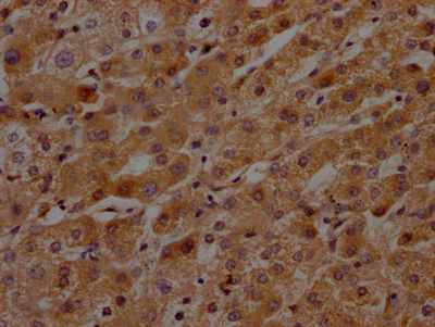 KLKB1 Antibody