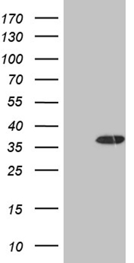KMT5A Antibody