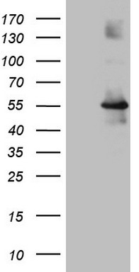 KMT5A Antibody