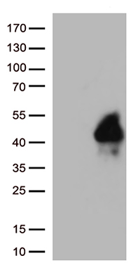 UBAC1 Antibody