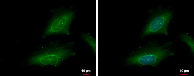 karyopherin subunit alpha 2 Antibody