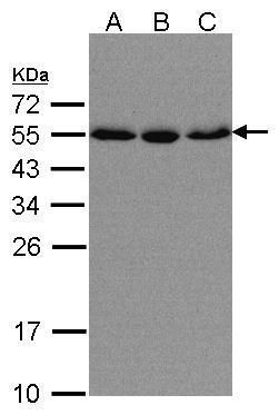 karyopherin subunit alpha 2 Antibody