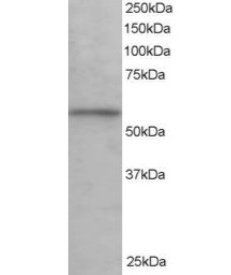 KPNA3/IPOA4 Antibody