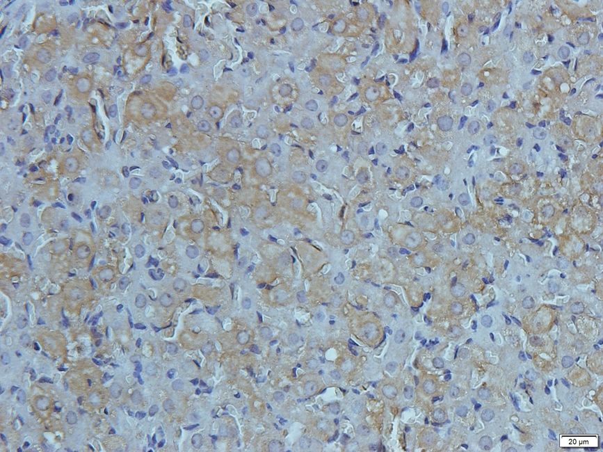 KREM1 Rabbit Polyclonal Antibody