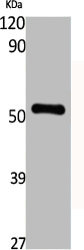 KRT13 Antibody