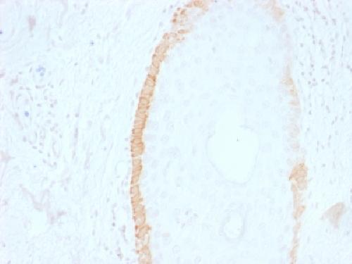 KRT15 Antibody