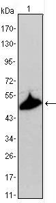 KRT15 Antibody
