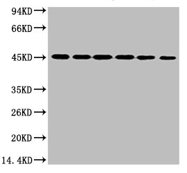 KRT18 Antibody