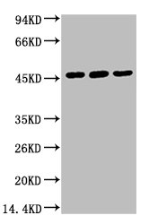 KRT18 Antibody