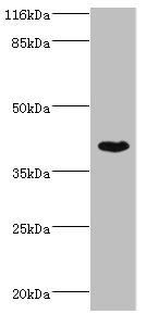 SETD7 Antibody