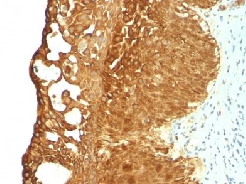 KRT19 Antibody