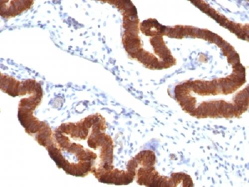 KRT19 Antibody