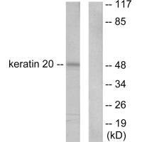 KRT20 Antibody