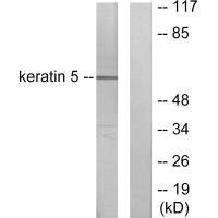 KRT5 Antibody