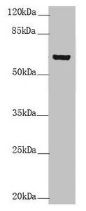 KRT6B Antibody