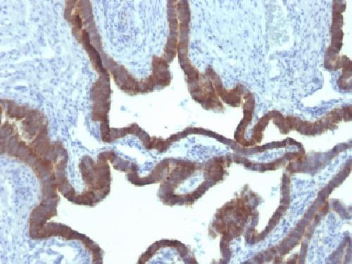 KRT7 Antibody