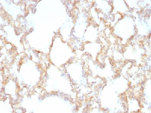 KRT7 Antibody