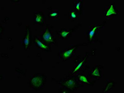 KRT76 Antibody