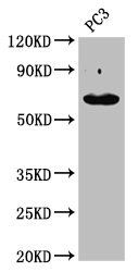 KRT76 Antibody