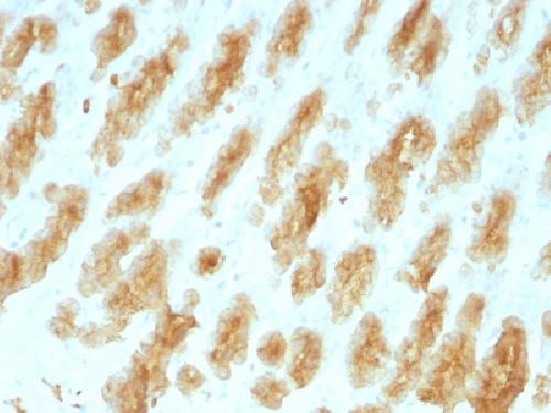 KRT77 Antibody
