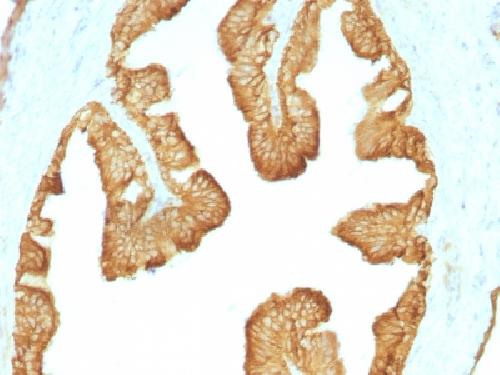 KRT77 Antibody