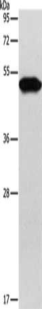 KRT81 Antibody