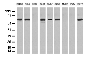 KRT84 Antibody
