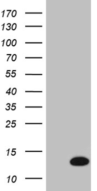 KRT84 Antibody