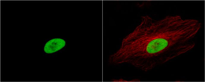 Ku80 Rabbit Polyclonal Antibody