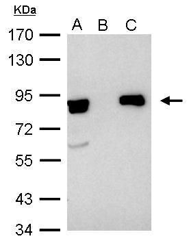 Ku80 Rabbit Polyclonal Antibody
