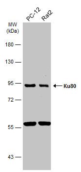Ku80 Rabbit Polyclonal Antibody