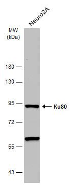 Ku80 Rabbit Polyclonal Antibody