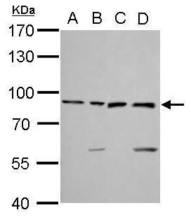 Ku80 Rabbit Polyclonal Antibody