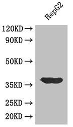 LDHA Antibody