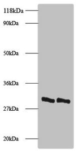 LDHA Antibody