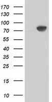 L1CAM Antibody