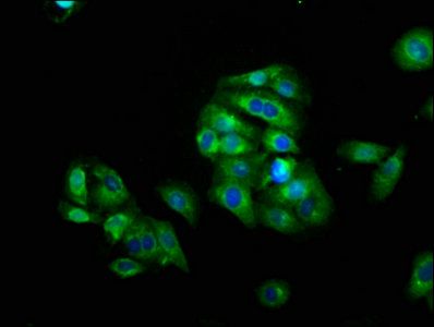 LAG3 Antibody