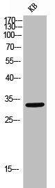 LAIR1 Antibody