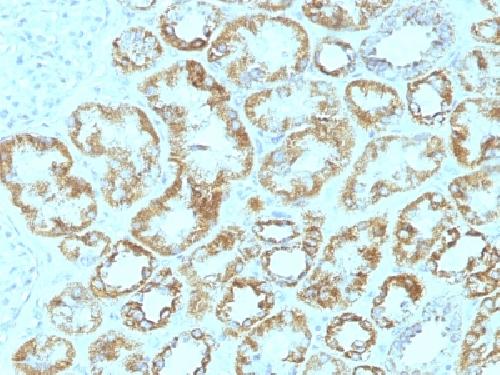 LAMC1 Antibody