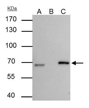 lamin B2 Antibody
